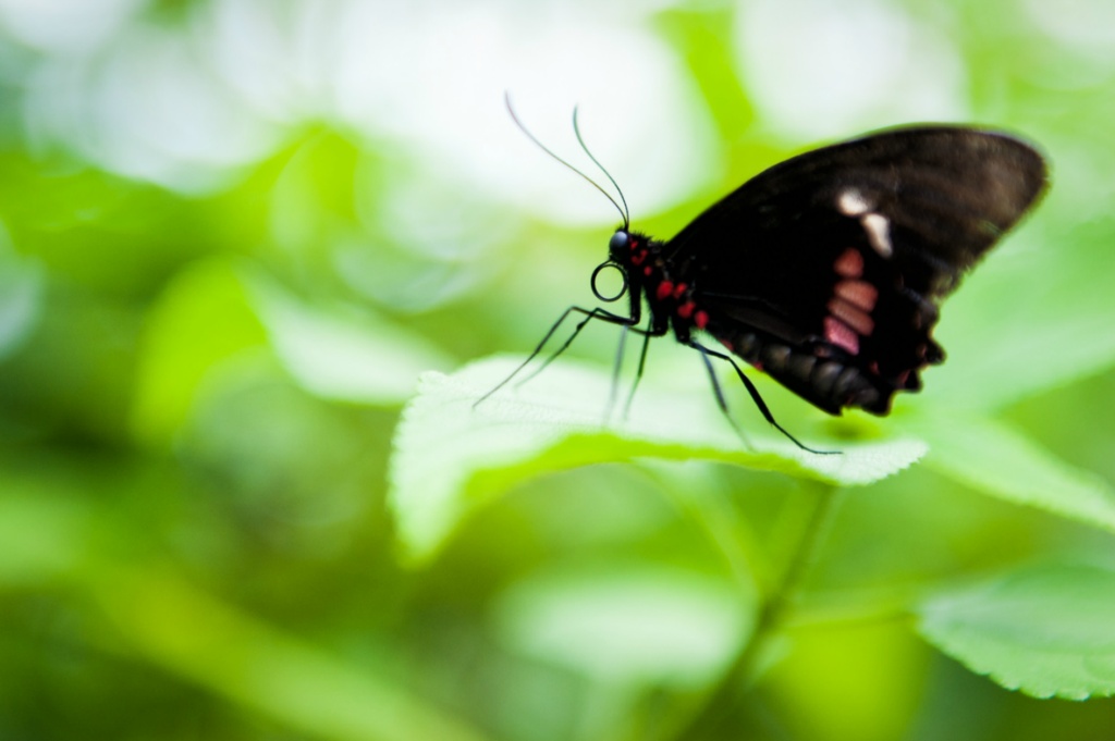 Butterfly kl